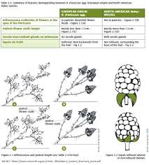 Management Guide for Rubus vestitus (European blackberry ...
