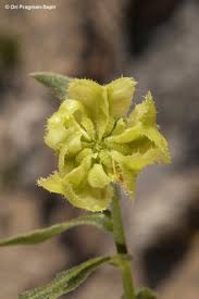 Calendula tripterocarpa Rupr. | Plants of the World Online | Kew ...