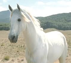 Résultat de recherche d'images pour 'cheval blanc de dressage'