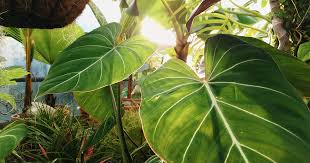 Why Are Plants Green? To Reduce the Noise in Photosynthesis ...