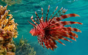Image result for lionfish pics