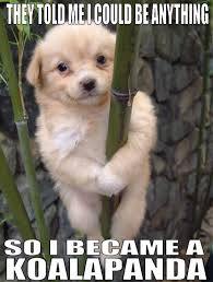 Koala Meme on Pinterest | Bear Meme, Doge Meme and Carmen Salinas Meme via Relatably.com
