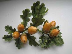 Image result for images acorns oak leaves