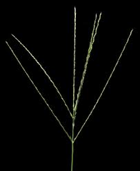 Digitaria debilis (Desf.) Willd. | Plants of the World Online | Kew ...