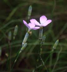 File:Dianthus sylvestris tergestinus 2.jpg - Wikimedia Commons
