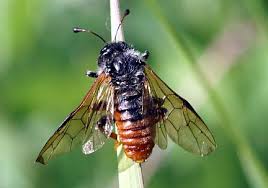 Image result for sawfly