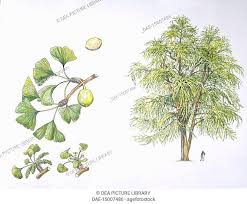 Botany - Trees - Ginkgoacee - Ginkgo biloba. Drawing, Stock Photo ...