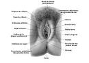 Anatomie du sexe de la femme