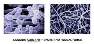 Resultado de imagem para fotos do fungo candida albicans
