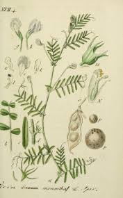 Vicia articulata - Useful Temperate Plants