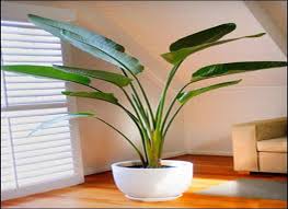 Image result for simple green plant