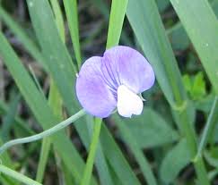 Lathyrus hirsutus - Wikipedia