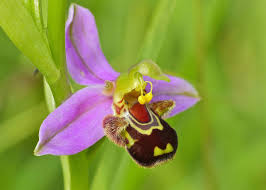 Ophrys apifera - Wikipedia