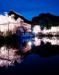 「平安神宮 桜」の画像検索結果