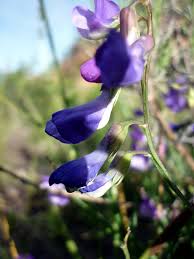 Vicia onobrychioides - Wikispecies