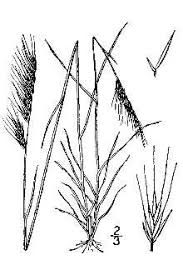 Plants Profile for Vulpia myuros