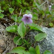 Viola palustris (northern marsh violet): Go Botany