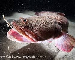 Stichaeus fish