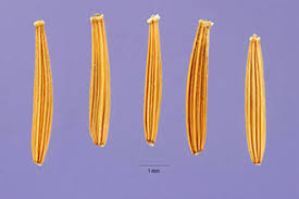 Plants Profile for Crepis biennis (rough hawksbeard)