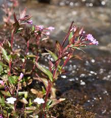Epilobium alsinifolium - Wikipedia