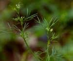 Species information: Apium leptophyllum - Flora of Mozambique