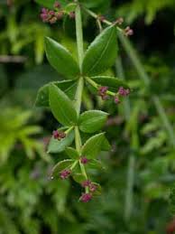 Rubia peregrina Wild Madder PFAF Plant Database