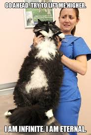 Fat on Pinterest | Fat Cats, Fat Dogs and Cat via Relatably.com