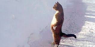 Image result for images of cats standing their hind legs