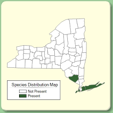 Polygala nuttallii - Species Page - NYFA: New York Flora Atlas