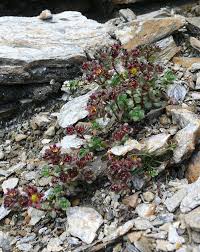 Saxifraga biflora - Wikipedia
