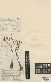 Ornithogalum comosum L. | Plants of the World Online | Kew Science