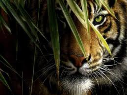 Image result for mata harimau