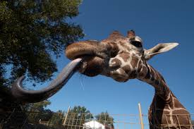 Image result for to clean a giraffe ears. It can do so with its own 50cm-tongue.