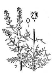 Plants Profile for Lepidium ruderale (roadside pepperweed)