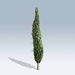 mediterranean cypress