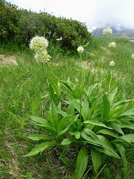 Allium victorialis - Wikipedia