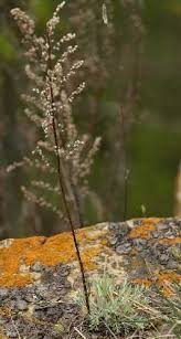 Artemisia campestris - Online Virtual Flora of Wisconsin