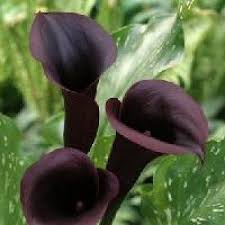 Képtalálat a következőre: „fekete virág”