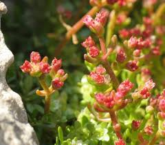 Crassula vaillantii (Narrow-leaved Mossy Stonecrop ...