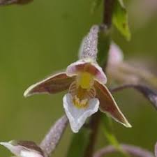 Epipactis palustris (Marsh Helleborine): Go Orchids