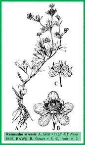Ranunculus arvensis in Flora of Pakistan @ efloras.org