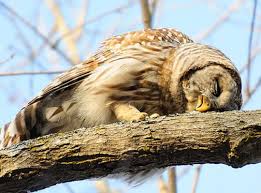 Image result for cute owl pictures