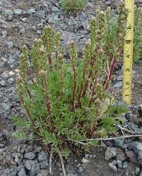 Southwest Colorado Wildflowers, Artemisia borealis