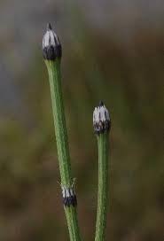 Equisetum variegatum - Michigan Flora