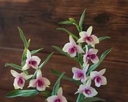 Imagen de Dendrobium orchid
