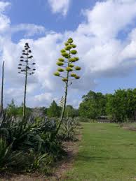 Agave americana (American century plant) | Native Plants of North ...
