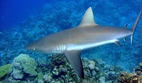 Imagini pentru rechin