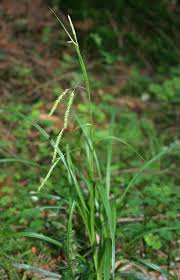 Carex sylvatica - Wikipedia