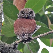 Image result for The Chestnut-Backed Owlet