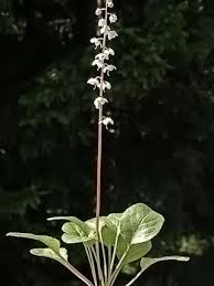 Round-leaved Wintergreen, Pyrola rotundifolia - Flowers - NatureGate
